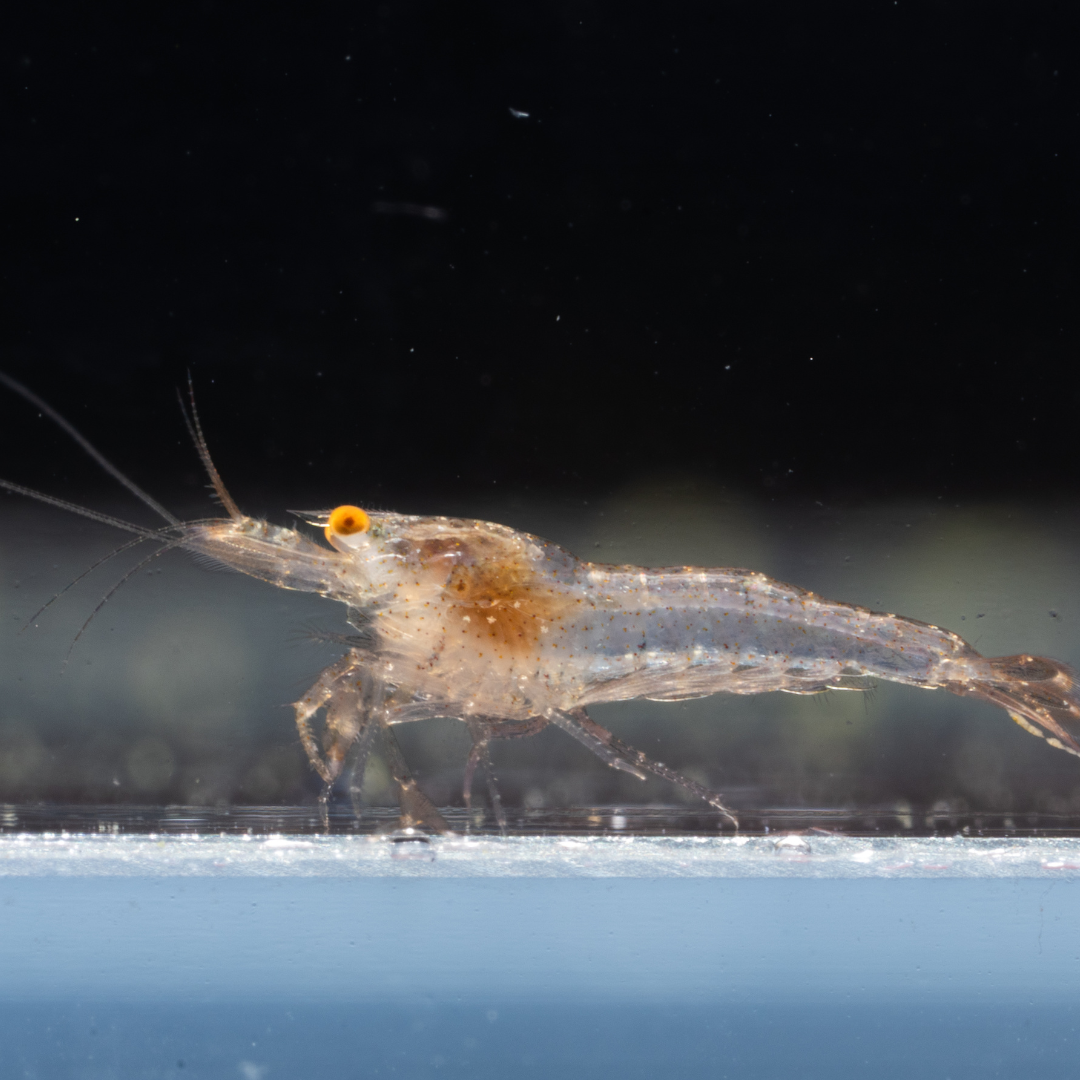 First generation snowball Neocaridina shrimp with blurred background.