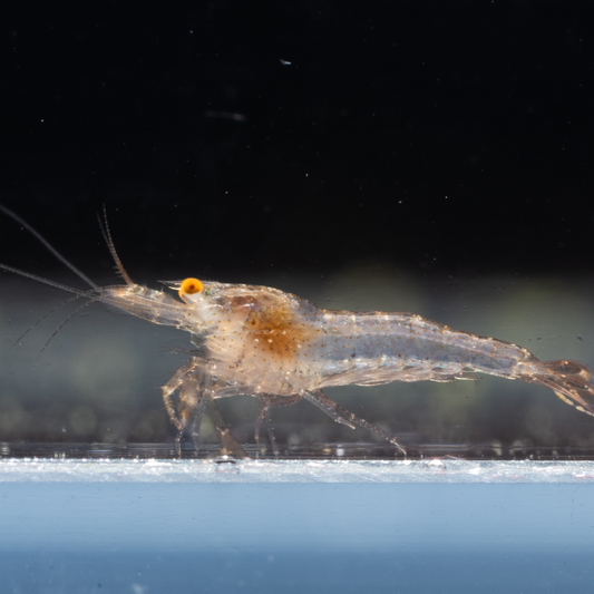 First generation snowball Neocaridina shrimp with blurred background.