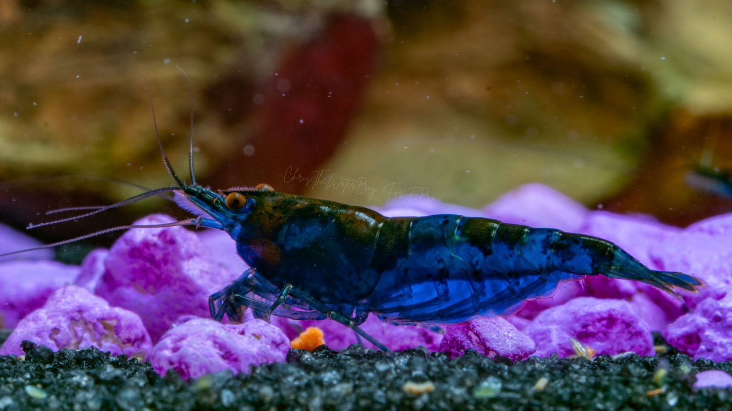 Orange eye blue demon shrimp in an aquarium with pink rocks