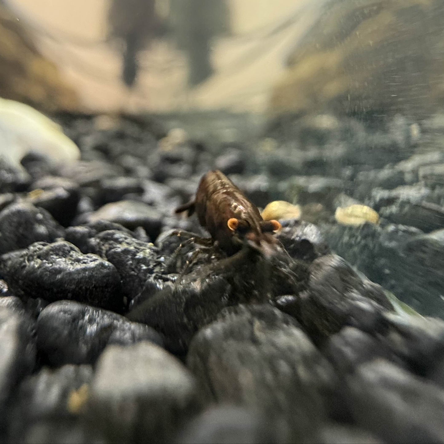 Orange Eye Black Rose Neocaridina Shrimp looking towards the camera.