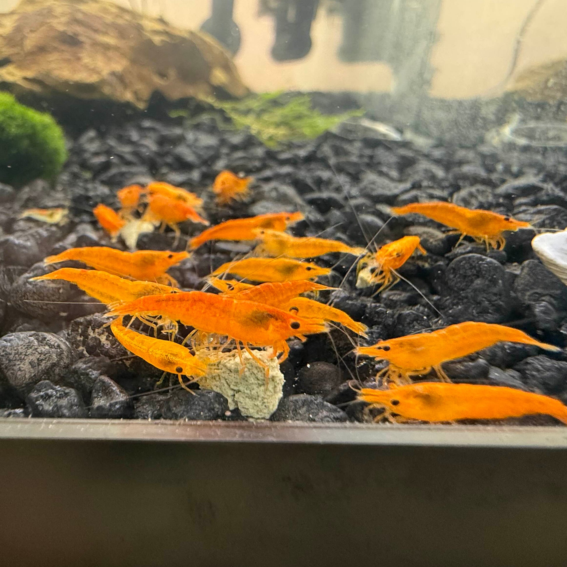 A large group of Orange colored Neocaridina shrimp eating together.