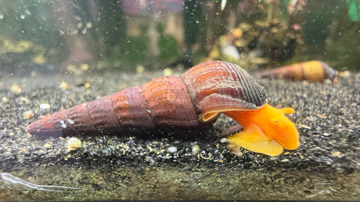 A live freshwater rabbit snail, with a reddish-brown spiral shell and a bright orange-yellow mantle, on dark gravel inside an aquarium.