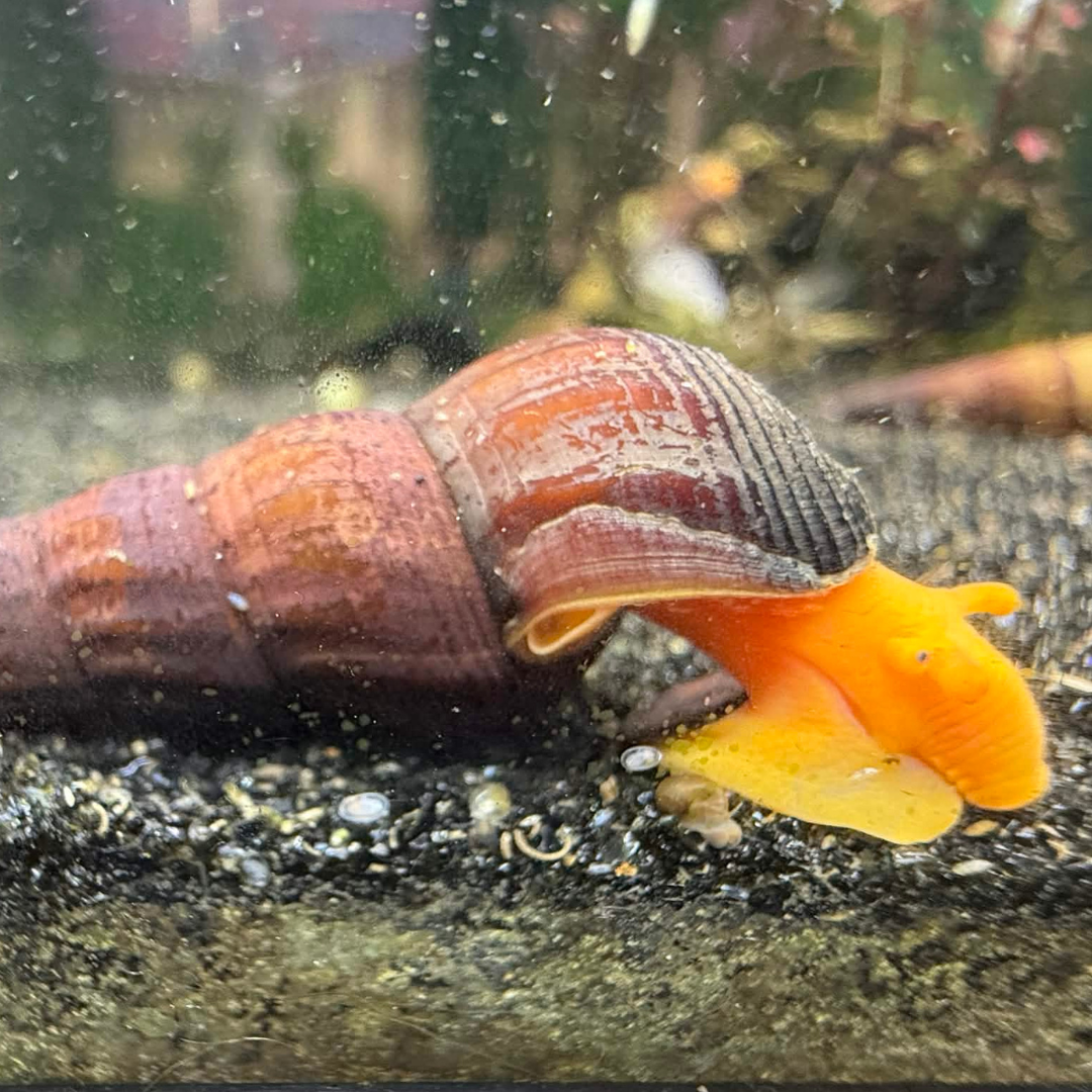 A live freshwater rabbit snail, with a reddish-brown spiral shell and a bright orange-yellow mantle, on dark gravel inside an aquarium.