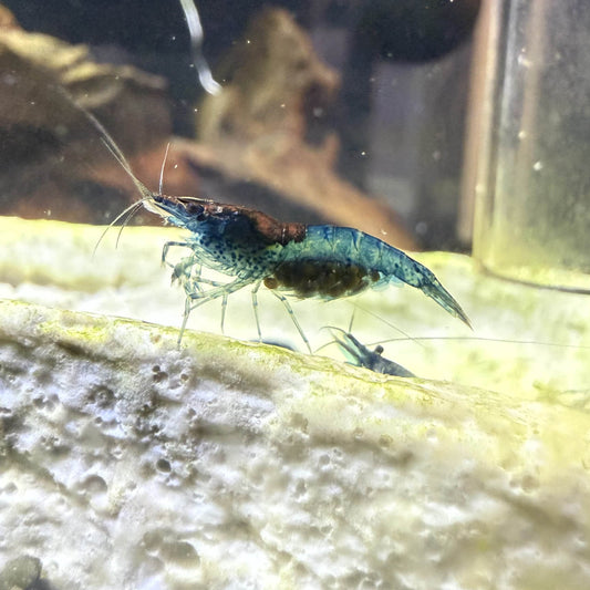 A half blue and half red pregnant female Neocaridina shrimp