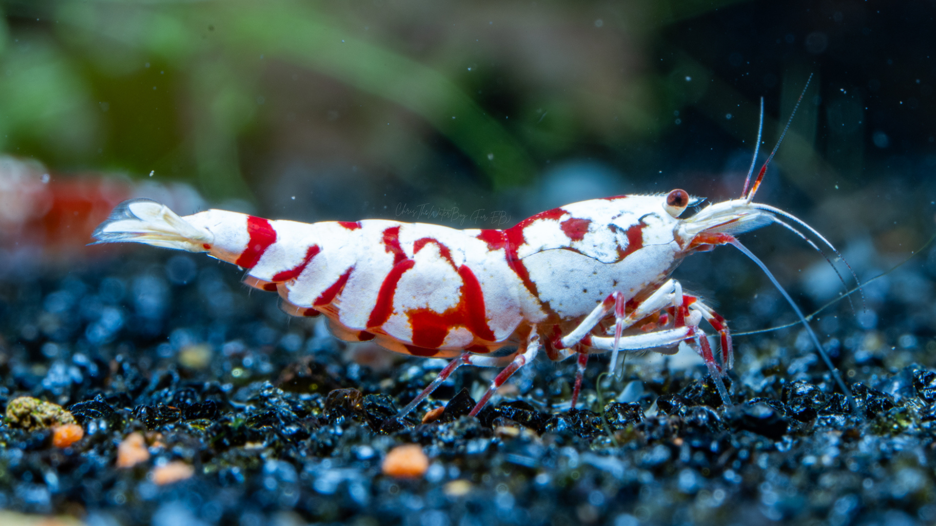 Vibrant Red and white shrimp on a dark substrate with blurred green plants in the background.