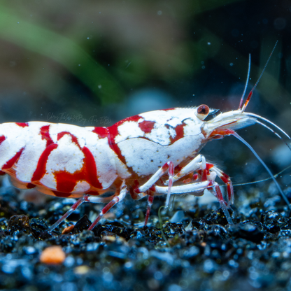 A high grade Red Fancy Tiger shrimp on dark colored substrate.