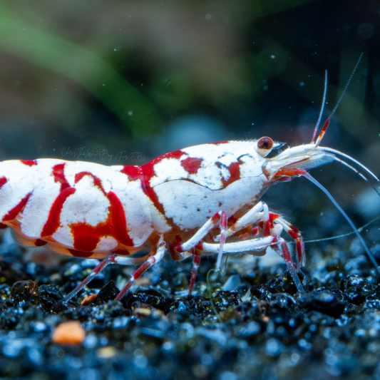 A high grade Red Fancy Tiger shrimp on dark colored substrate.