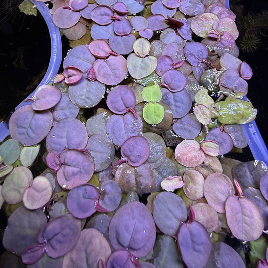 A bunch of healthy red root floating plants in an aquarium.