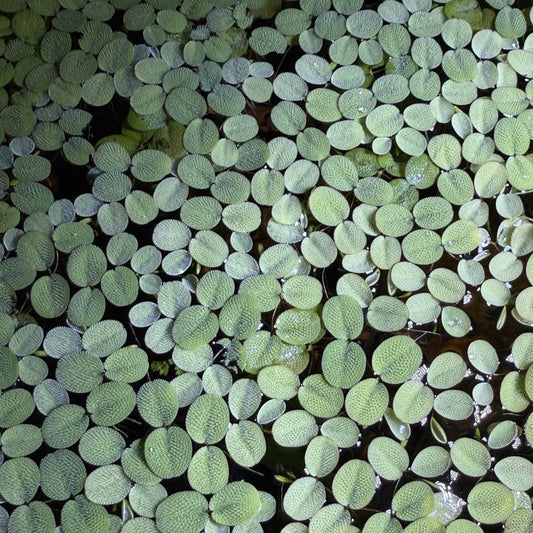 A group of healthy Salvinia Minima floating in an aquarium.