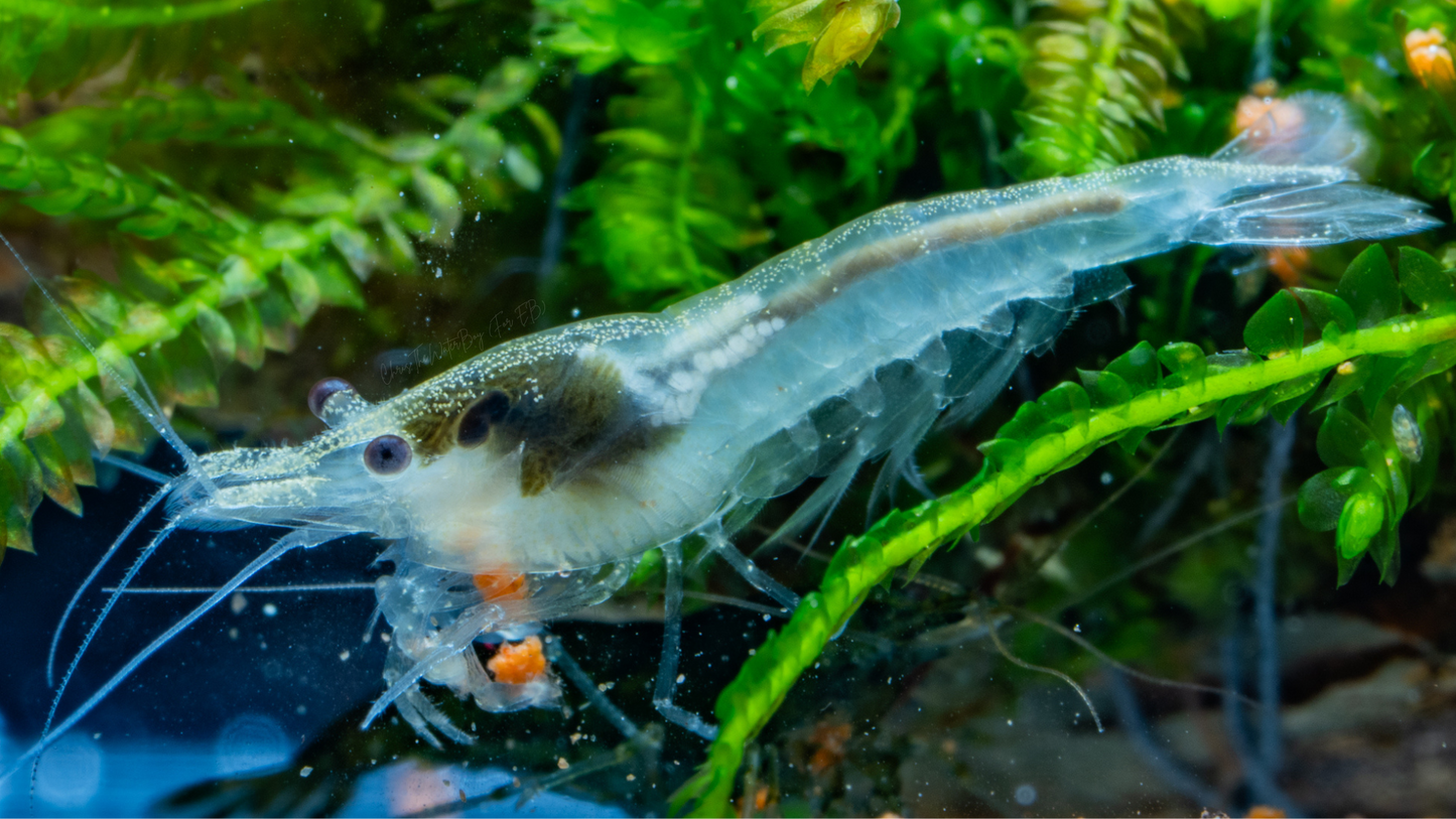 Vibrant white shrimp in an aquarium with rocks and plants.