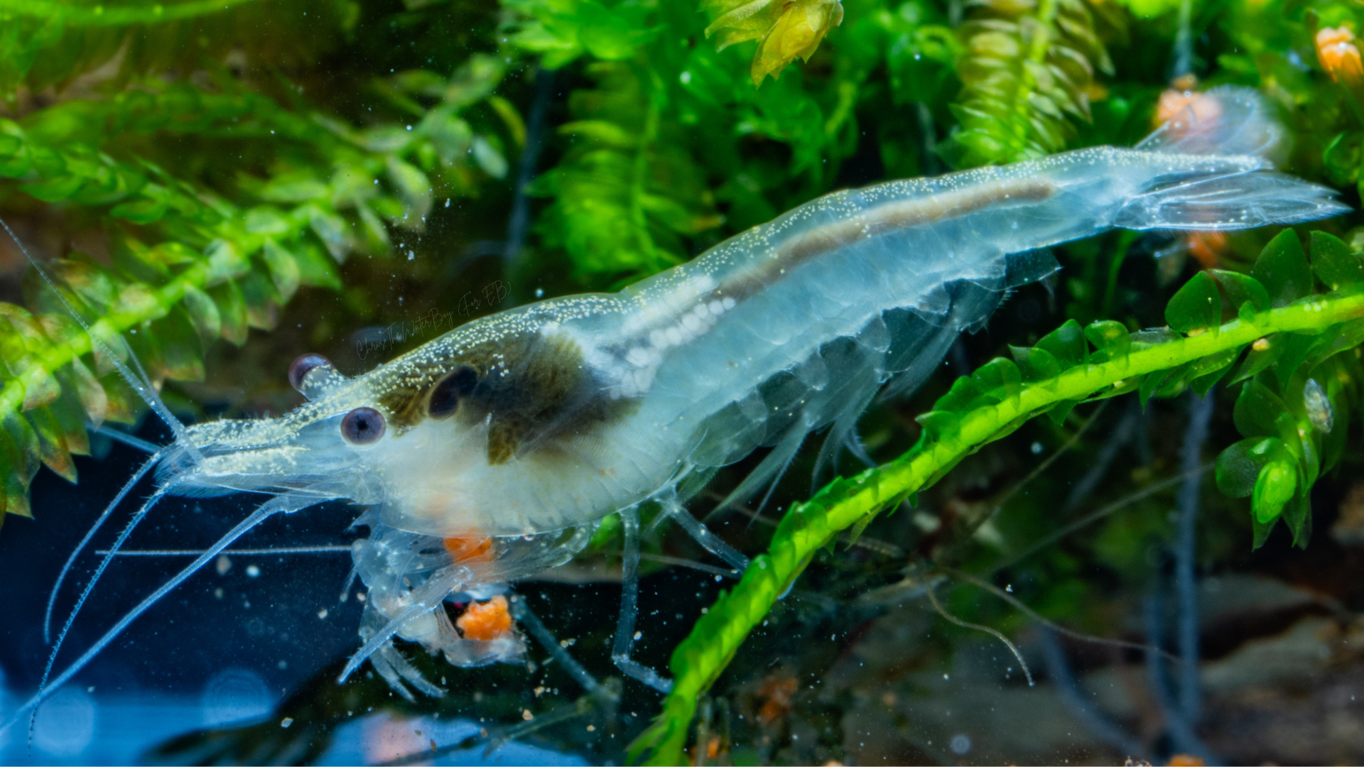 Vibrant white shrimp in an aquarium with rocks and plants.