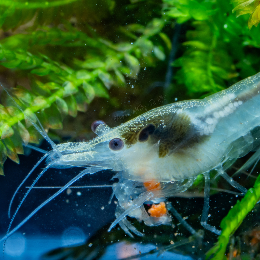 Vibrant white shrimp in an aquarium with rocks and plants.