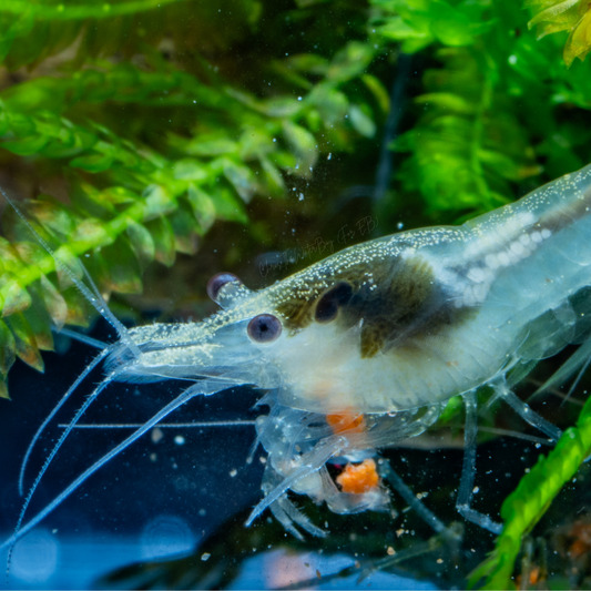 Vibrant white shrimp in an aquarium with rocks and plants.