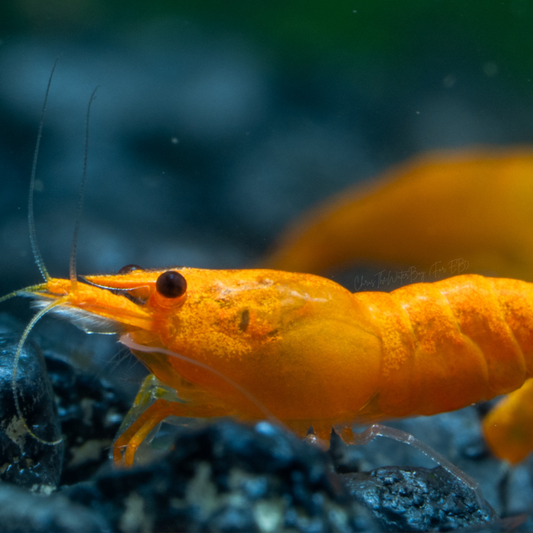 Vibrant orange shrimp in an aquarium with rocks and plants.