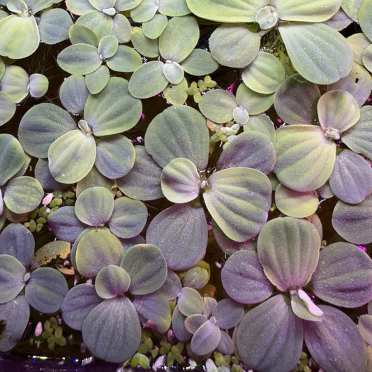 A group of healthy water lettuce floating in an aquarium.