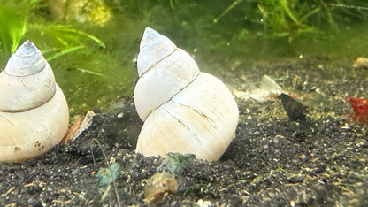 White pointed natural white wizard freshwater snails resting on dark gravel with green aquatic plants in the background.
