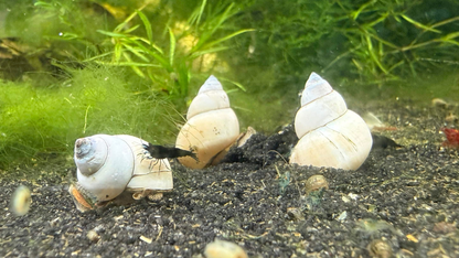 A group of three white pointed natural white wizard freshwater snails resting on dark gravel with green aquatic plants in the background.