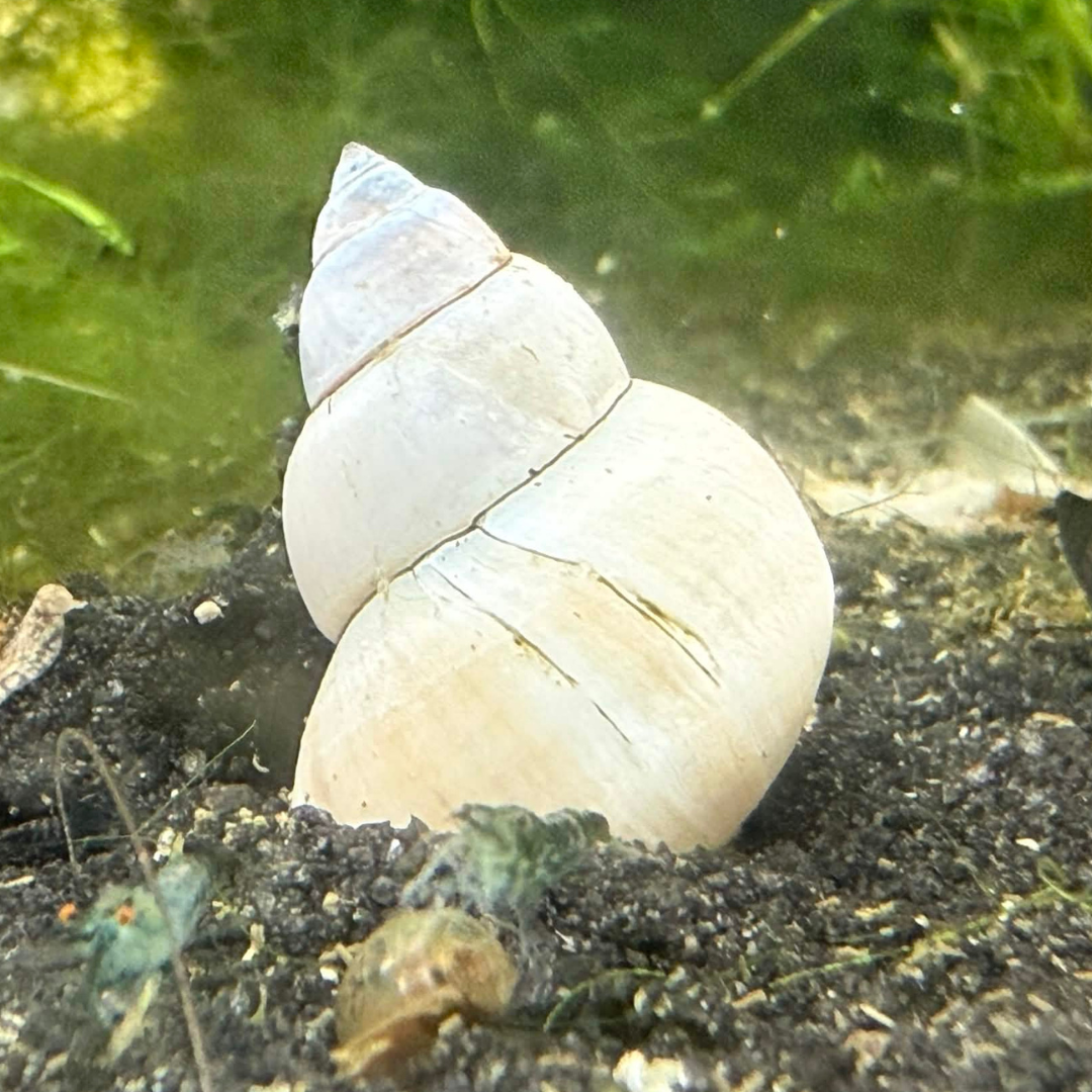 White pointed natural white wizard freshwater snail resting on dark gravel with green aquatic plants in the background.