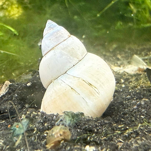 White pointed natural white wizard freshwater snail resting on dark gravel with green aquatic plants in the background.