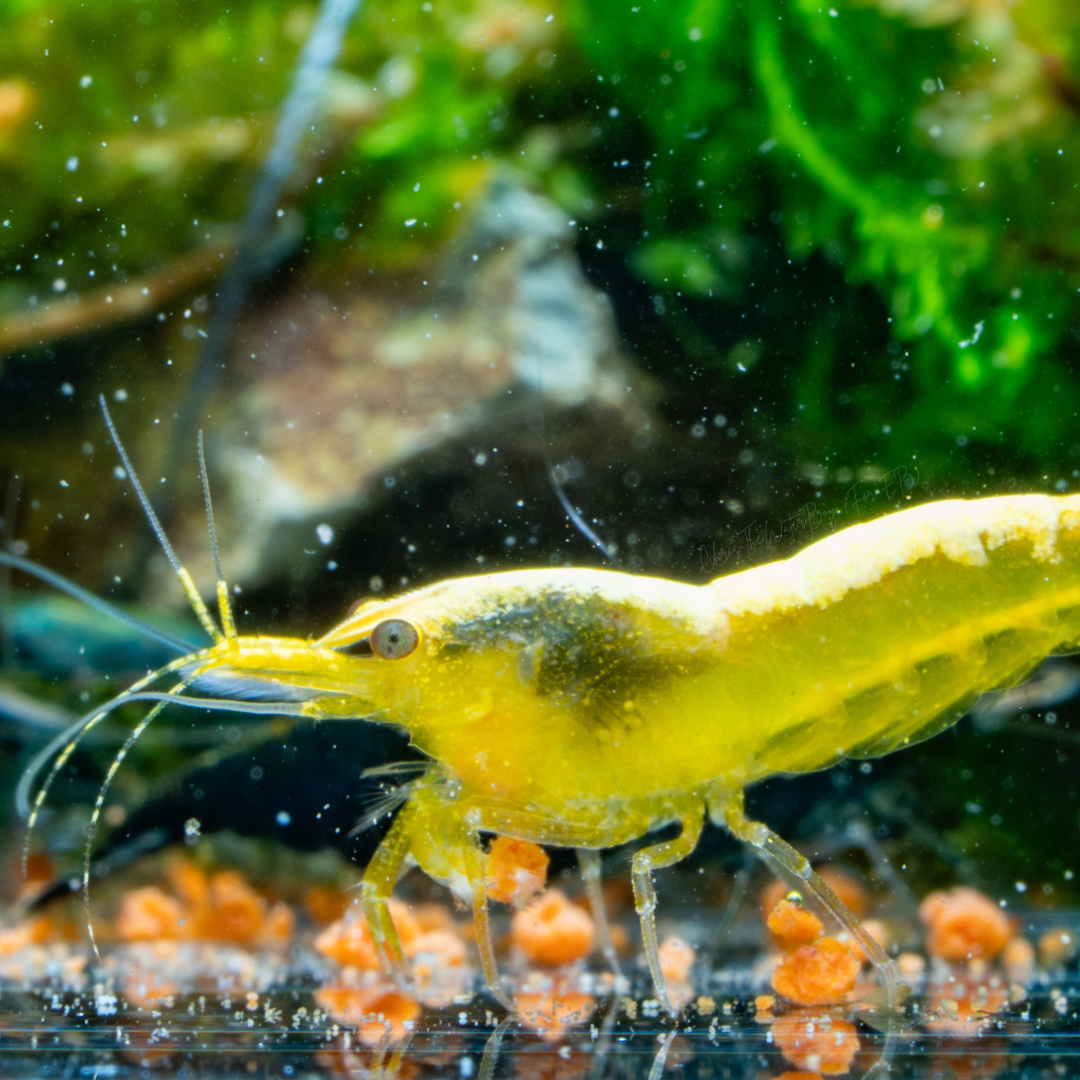 Vibrant yellow with gold back neocaridina shrimp in an aquarium with rocks and plants.