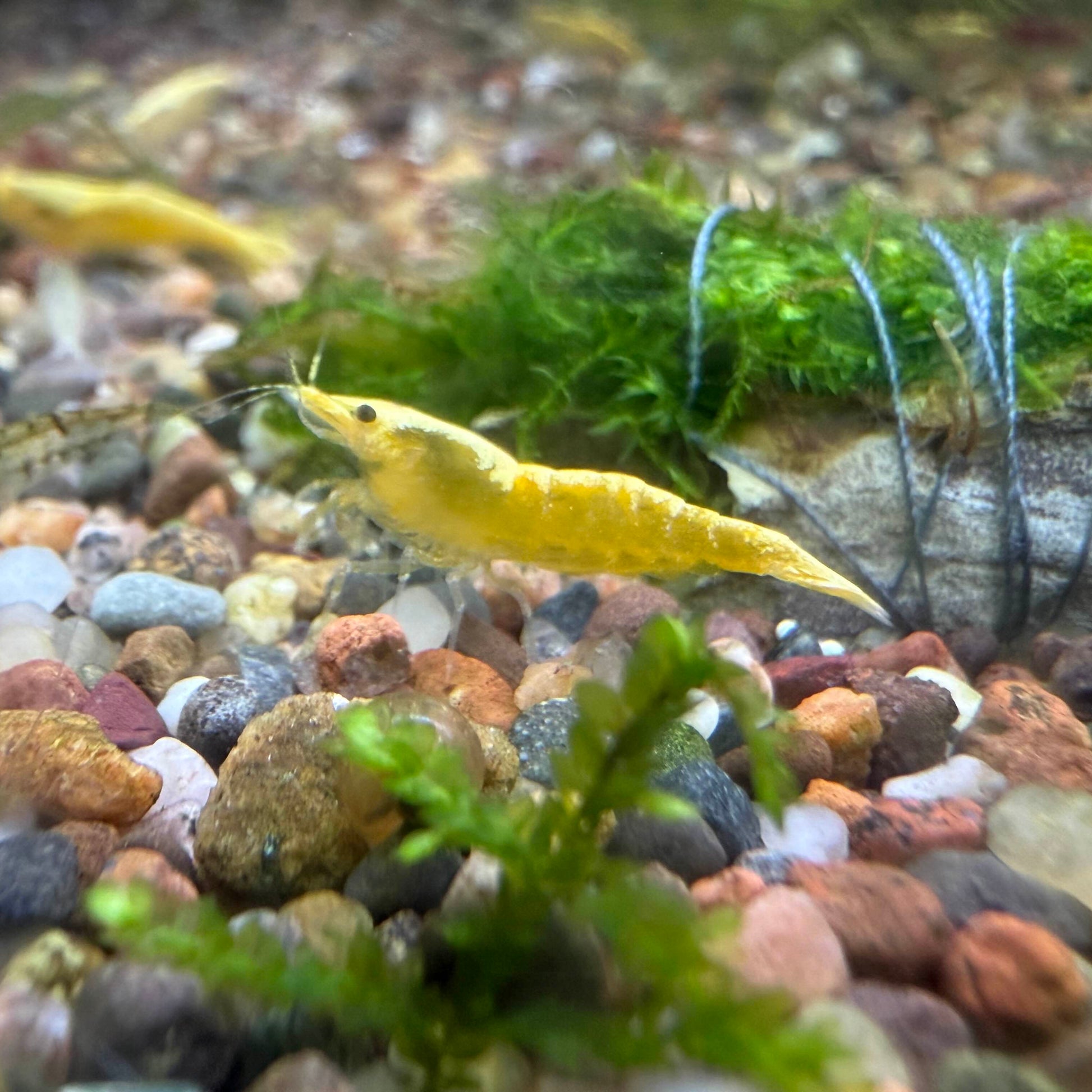 A yellow goldenback neocaridina shrimp walking near moss.