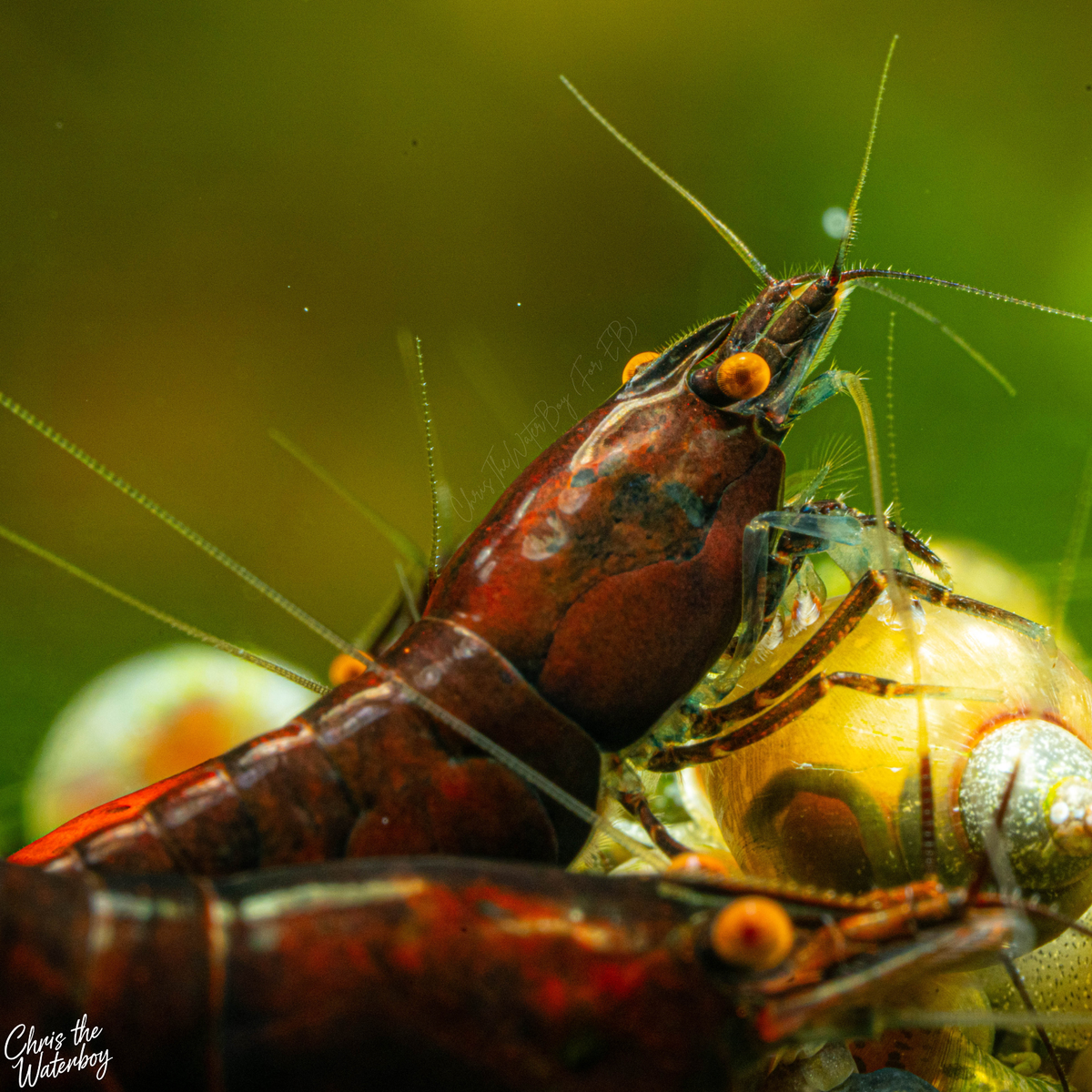 A close-up underwater photograph of a dark orange eye black rose neocaridina shrimp, with snails and a soft green blurred background. A photographer's watermark 'Chris the Waterboy' is visible in the lower-left corner.