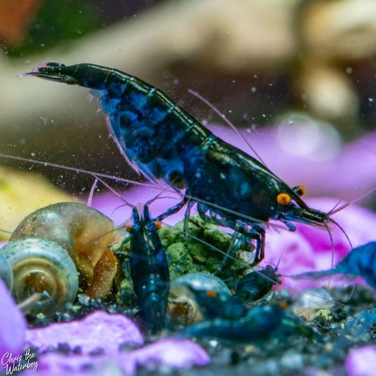 A close-up underwater photograph of live orange eye blue demon neocaridina shrimp swimming and crawling over purple gravel in an aquarium. The background features blurred tank decorations and other shrimp.