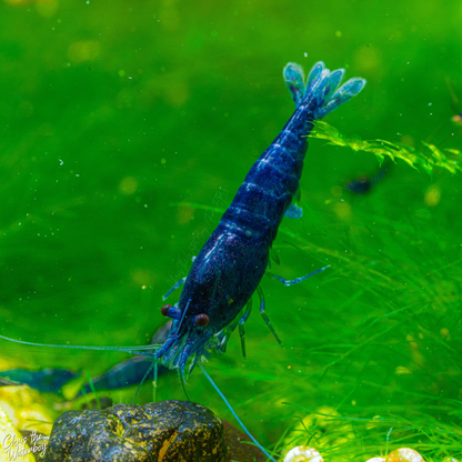 A live aquarium shrimp, a blue dream neocaridina shrimp, resting on bright green aquatic plants. The shrimp has a dark blue-black body with a vibrant blue tail.