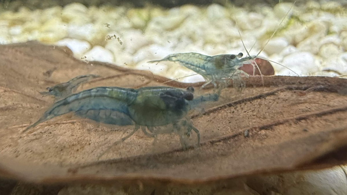 Two small pale blue jelly neocaridina shrimp eating on a leaf on a white, gravelly surface.