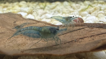 Two small pale blue jelly neocaridina shrimp eating on a leaf on a white, gravelly surface.