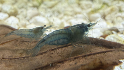 Two small pale blue jelly neocaridina shrimp eating on a leaf on a white, gravelly surface.