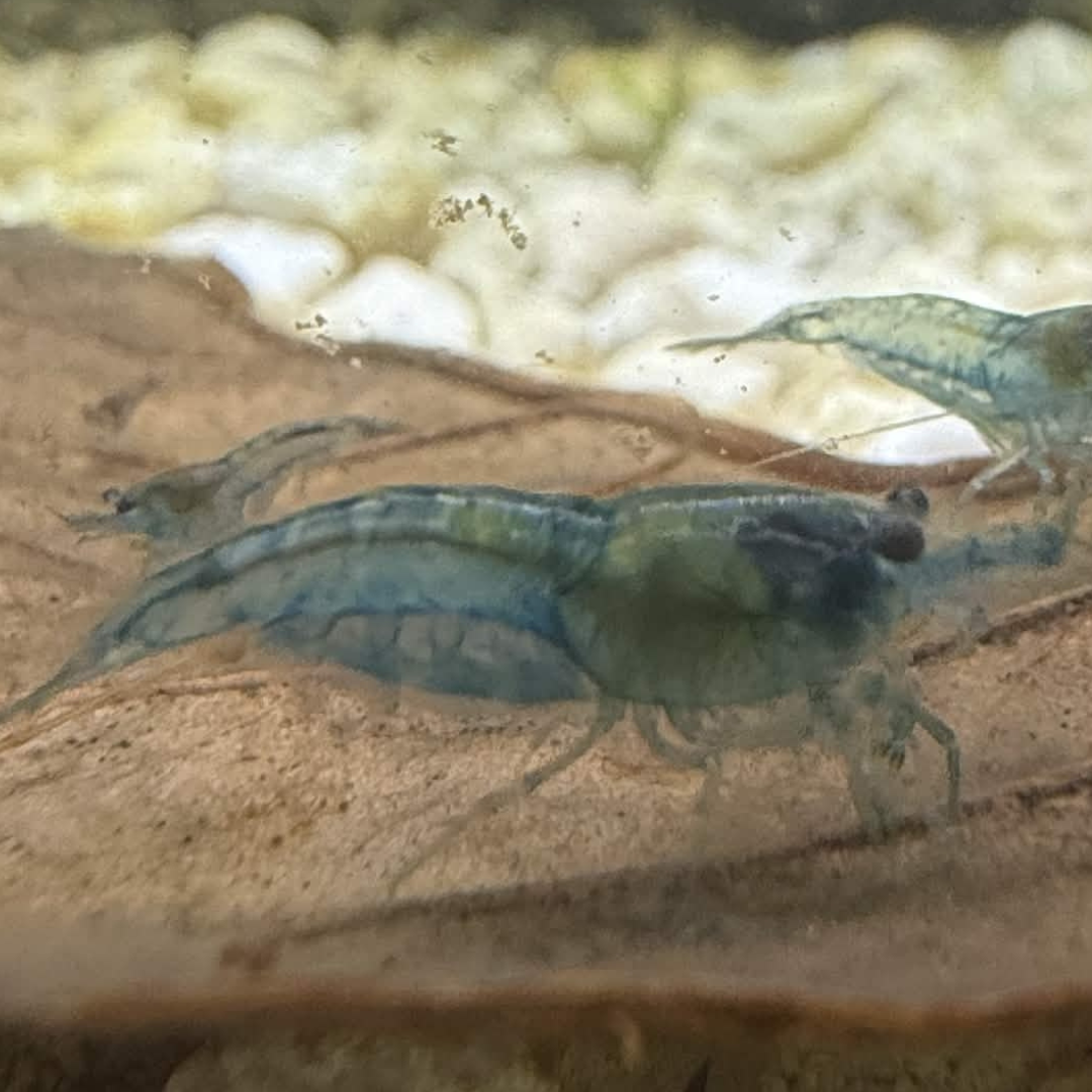 A small pale blue jelly neocaridina shrimp eating on a leaf on a white, gravelly surface.