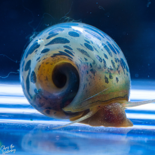 A close-up photograph of a live freshwater blue leopard ramshorn snail with a spiral shell featuring blue, yellow, and brown patterns, crawling on a blue reflective surface inside an aquarium.