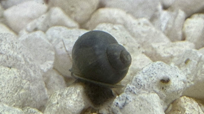 Blue mystery snail on light gravel.
