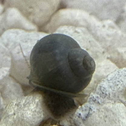 Blue mystery snail on light gravel.