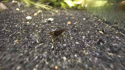 Small cull shrimp and shrimp in an aquarium with gravel and plants