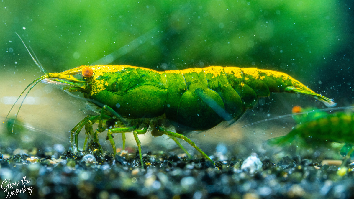 A close-up underwater photograph of a bright orange eye green demon neocaridina shrimp standing on dark gravel, with a soft green blurred background and tiny suspended particles.
