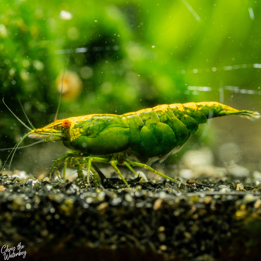 A close-up underwater photograph of a bright orange eye green demon neocaridina shrimp standing on dark gravel, with a soft green blurred background and tiny suspended particles.
