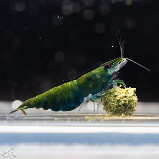 Green Apple Neocaridina shrimp on a black background