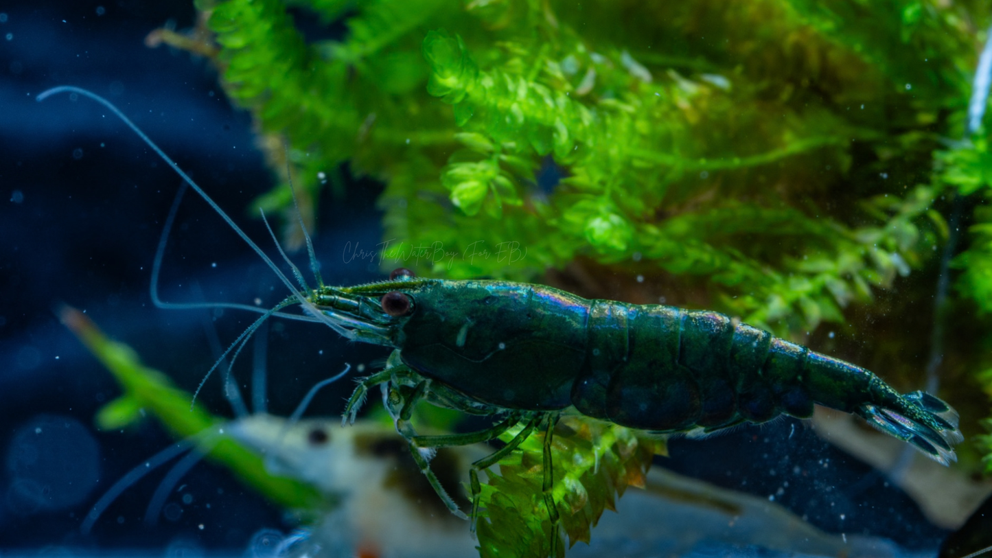 Green shrimp in an aquarium with green plants