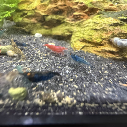 Aquarium with shrimp and a large rock covered in green algae.