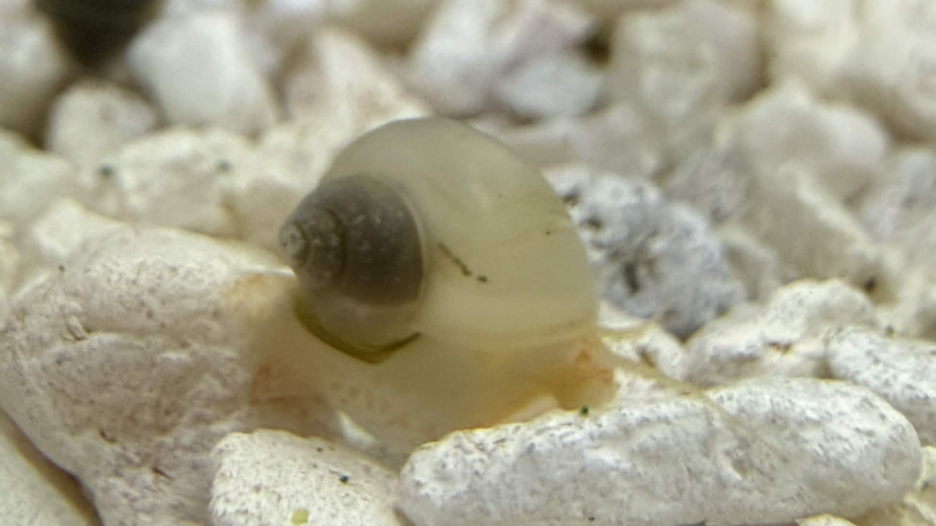 Ivory mystery snail on light gravel.