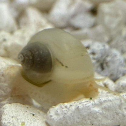 Ivory mystery snail on light gravel.