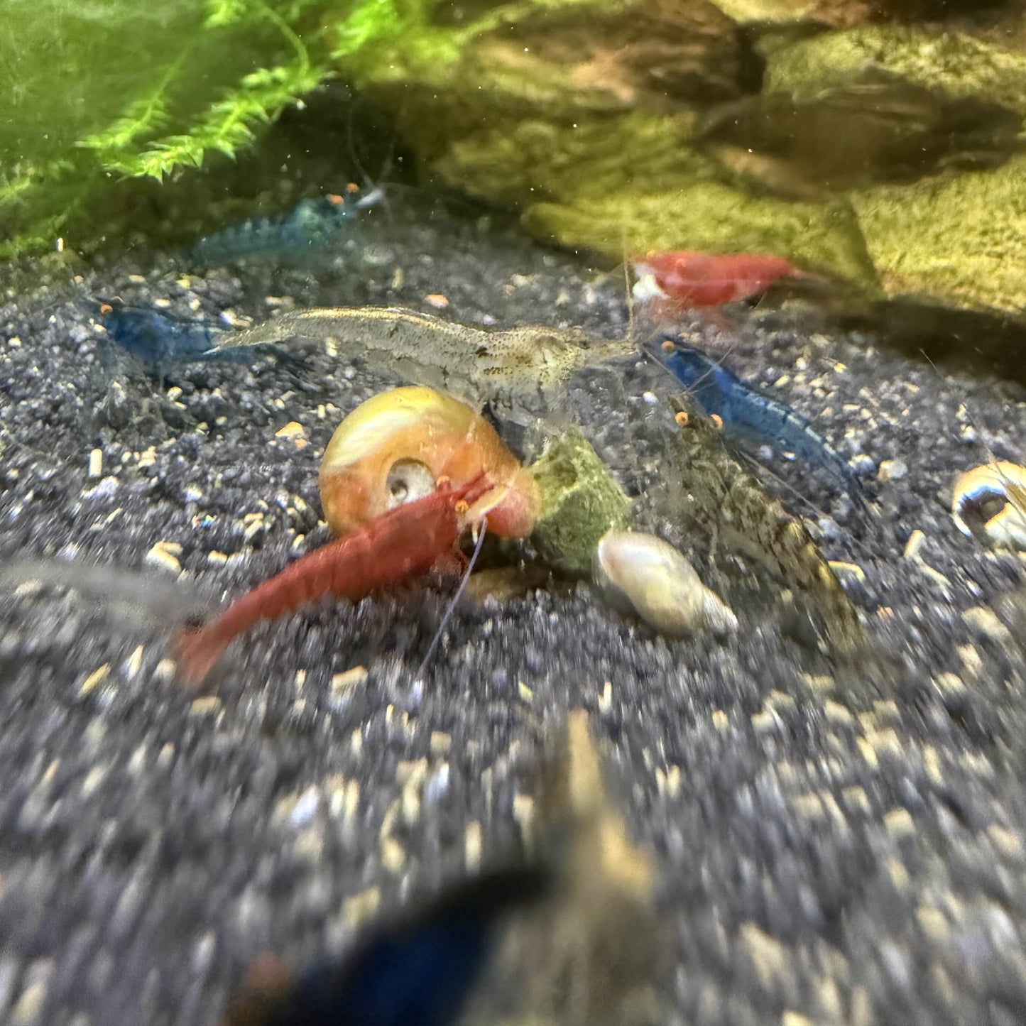 Orange eye neocaridina culls and snail in an aquarium setting with green plants and rocks.