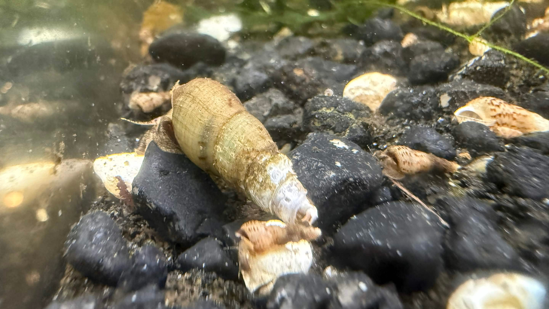 A live freshwater malaysian trumpet snail, resting on black river pebbles in a natural aquarium or pond setting.