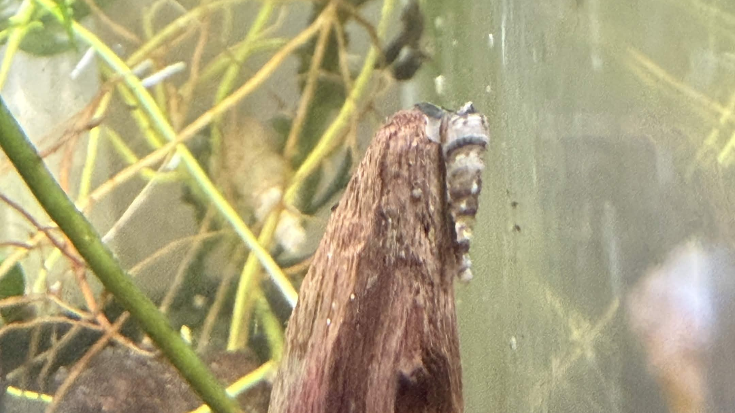 A close-up of a small trumpet snail clinging to a brown wooden stick inside an aquarium with plants.