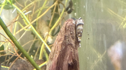 A close-up of a small trumpet snail clinging to a brown wooden stick inside an aquarium with plants.