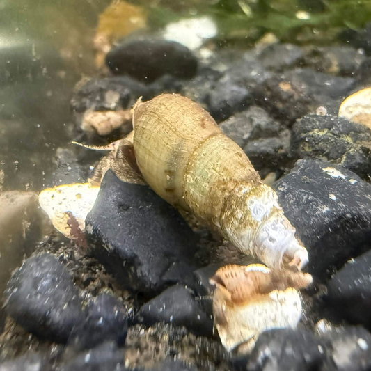 A live freshwater malaysian trumpet snail, resting on black river pebbles in a natural aquarium or pond setting.