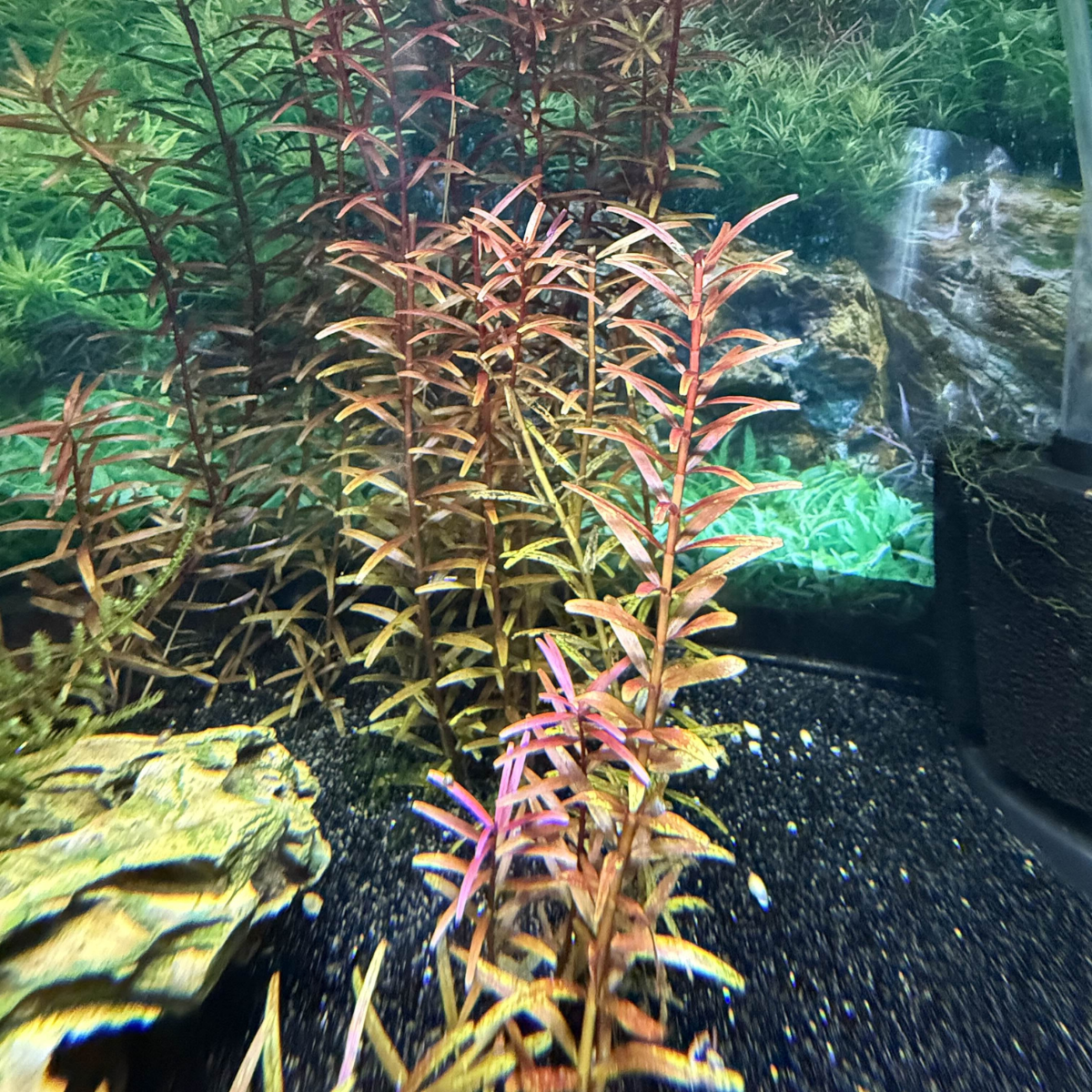 Red aquarium plants with a natural look in an aquarium setting.