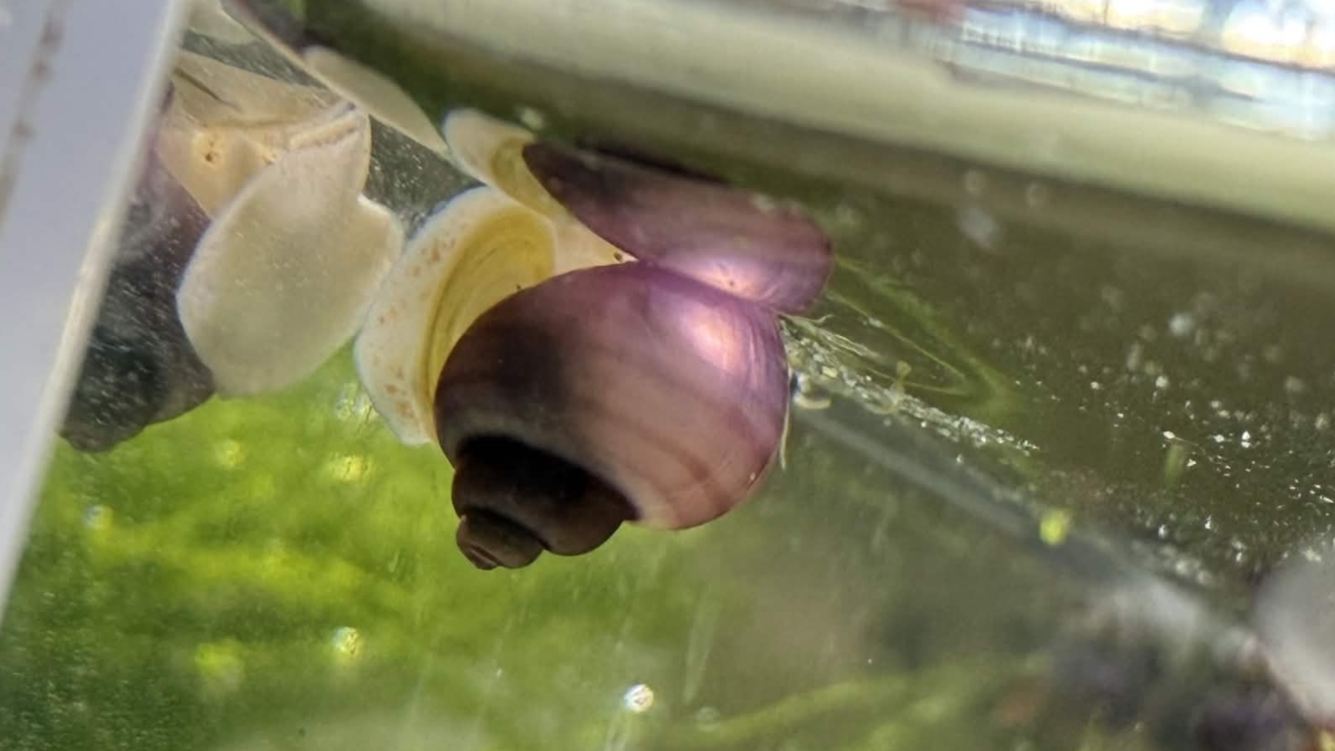 Magenta mystery snail on light gravel.